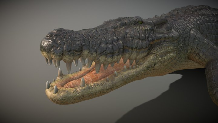 crocodile high quality 3D Model