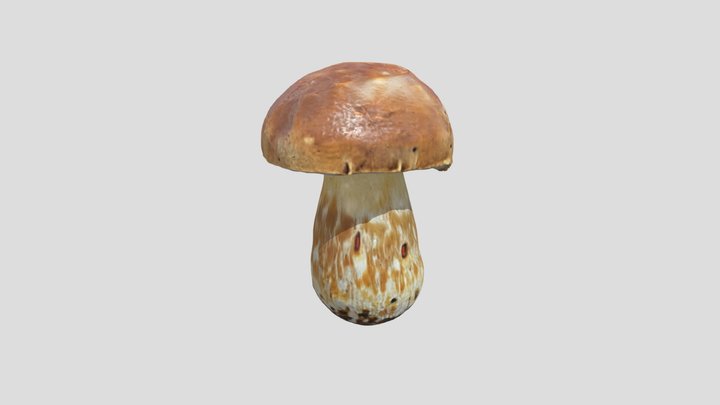 Porcini mushroom 3D Model