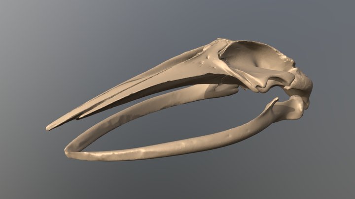 minke whale (Balaenoptera acutorostrata) skull 3D Model
