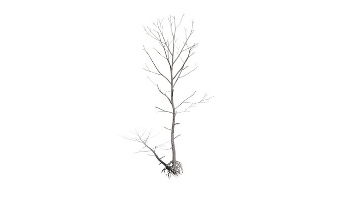 Realistic HD Northern red oak (123/138) 3D Model