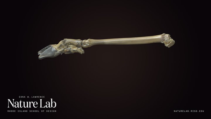 Unidentified Animal Leg and Hoof – Kostenloses 3D-Modell STL