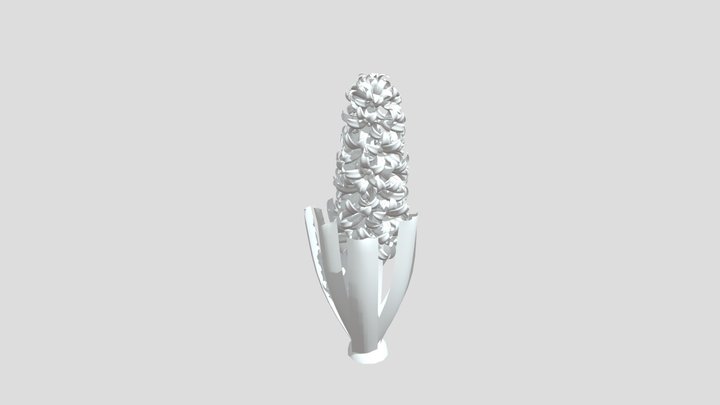 Hyacinthus_ Orientalis 3D Model
