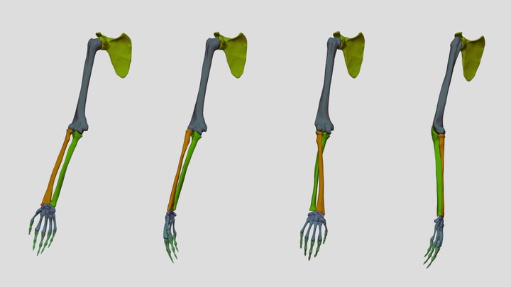 Bones of the Arm - Stages of Pronation 3D Model