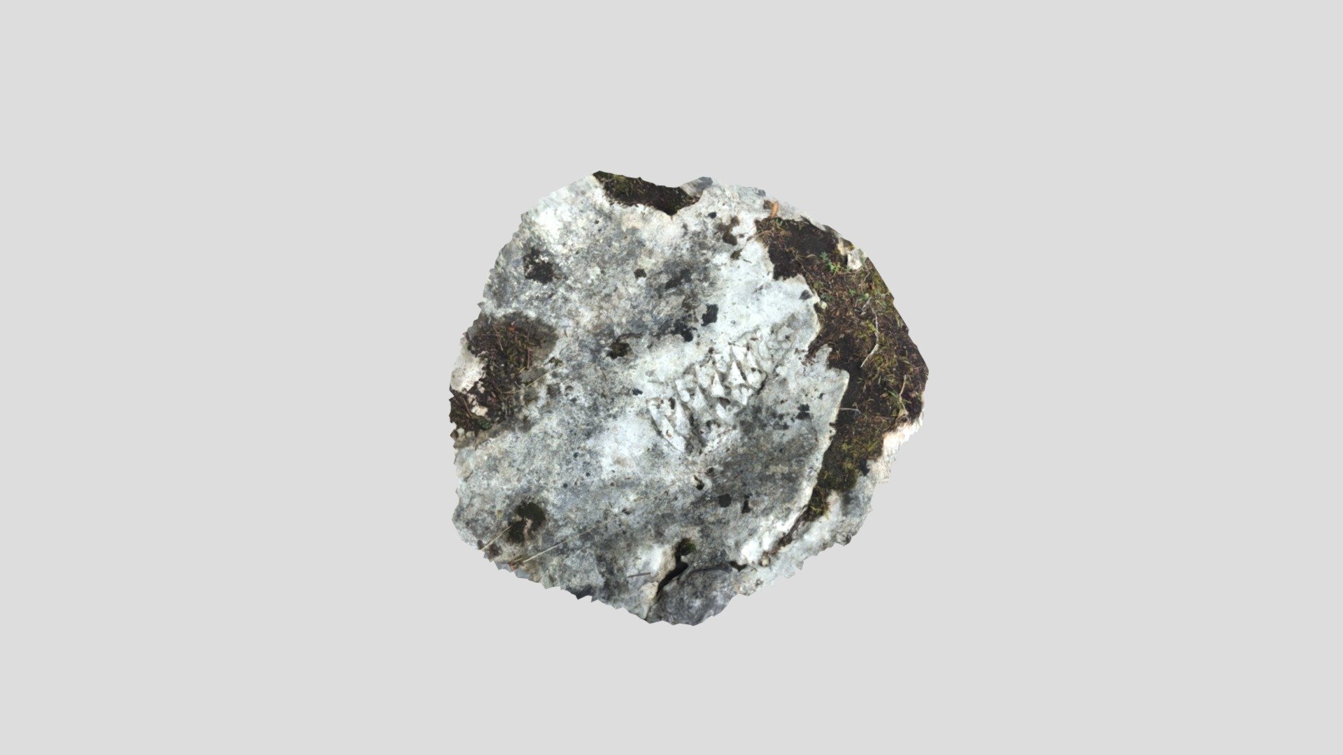 Fossile de nérinée