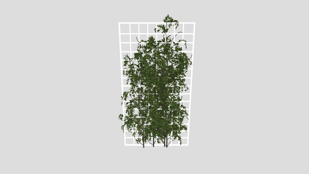 Ivy Wall Grid Plant