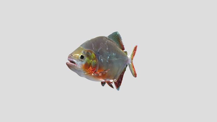 Denticulated Piranha (Pygopristis Denticulata) – Modelo 3D gratuito STL