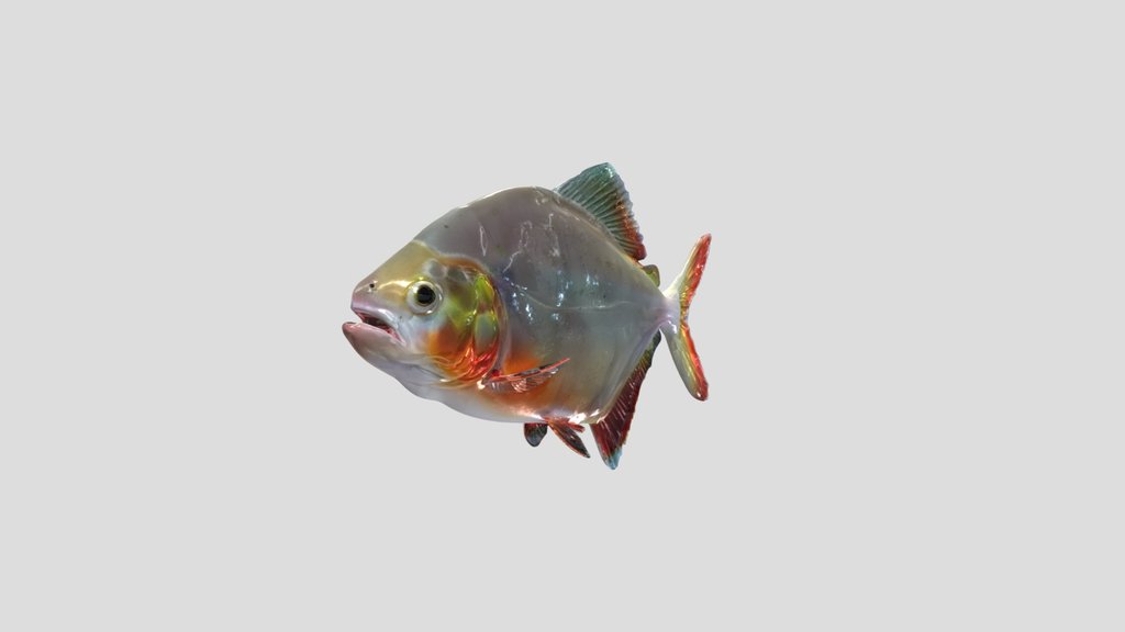 Denticulated Piranha (Pygopristis Denticulata)