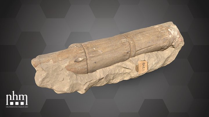 Calamites stem (NHMW-GEO-2024/0188/11189) – Kostenloses 3D-Modell STL