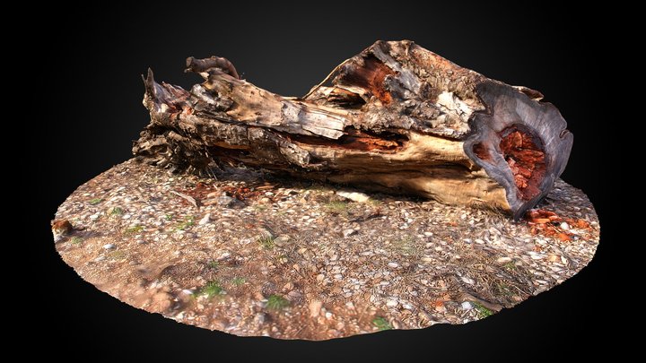 Dead carob tree (Ceratonia silicua) 3D Model