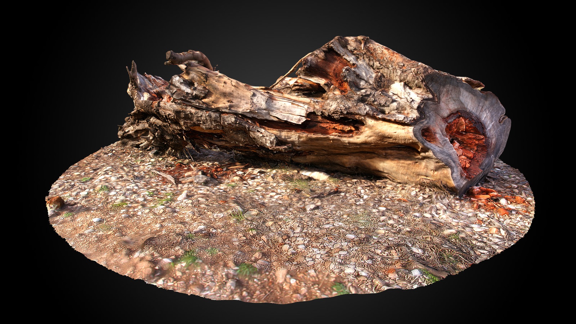3D model Dead carob tree (Ceratonia silicua) - This is a 3D model of the Dead carob tree (Ceratonia silicua). The 3D model is about a tree branch with a skull on it.