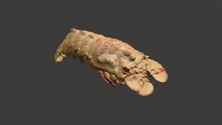 Ridged slipper lobster 3D Model