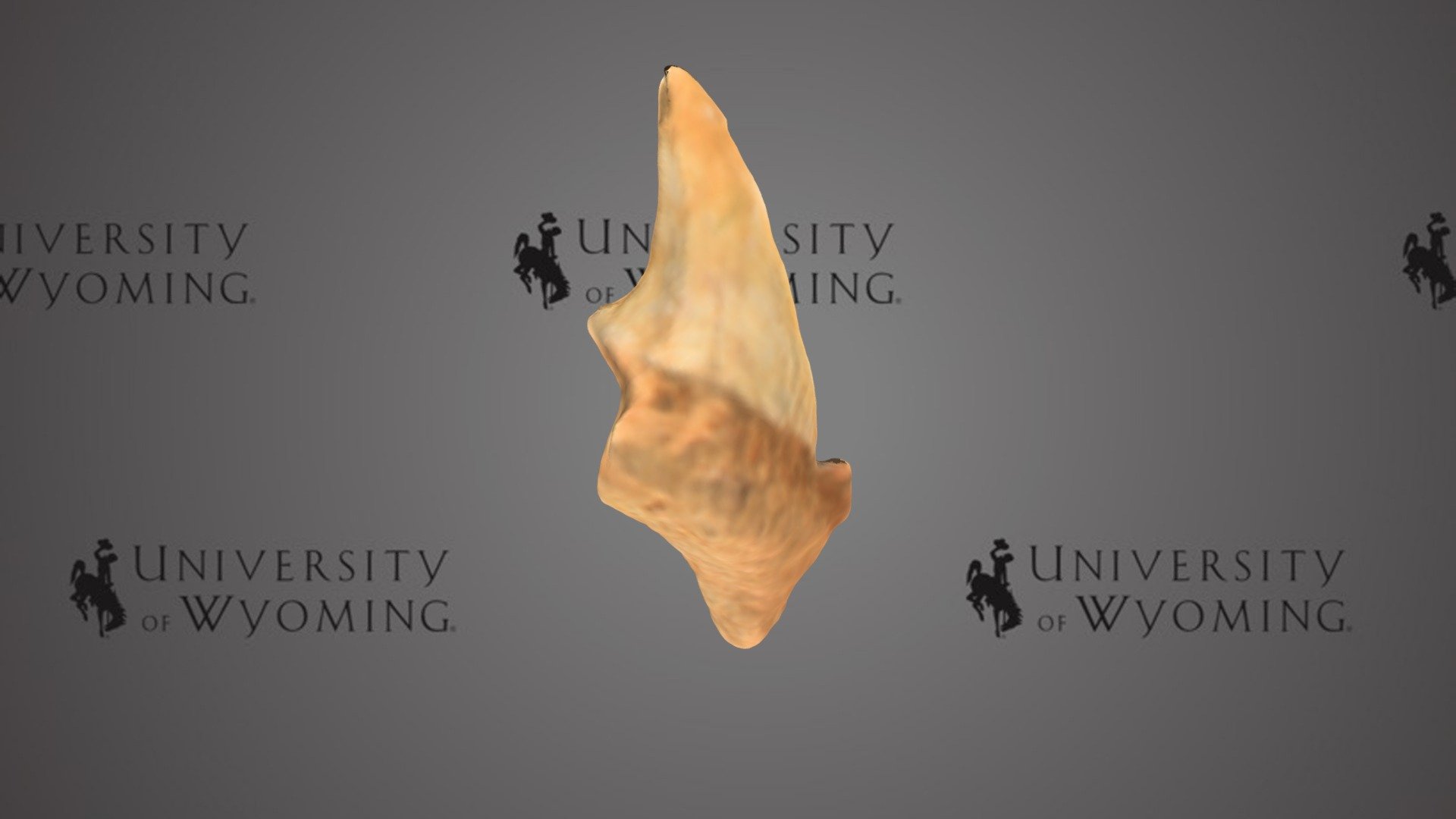 UW 46350 G - Chondrichthyes, Tooth