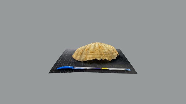 ホタテ化石＿1 3D Model