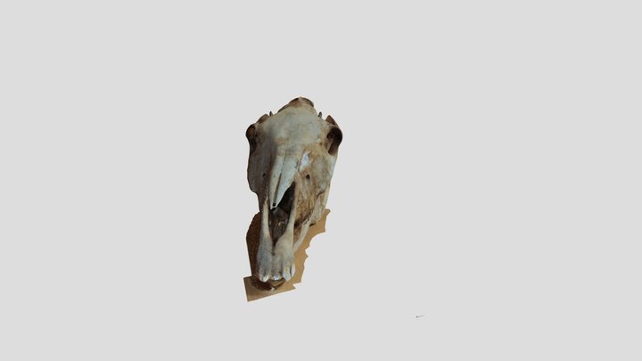 Horse skull 1