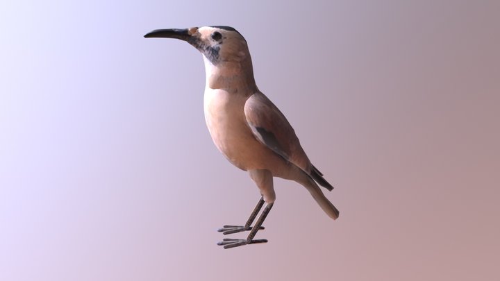 White-tailed Ground-jay 3D Model
