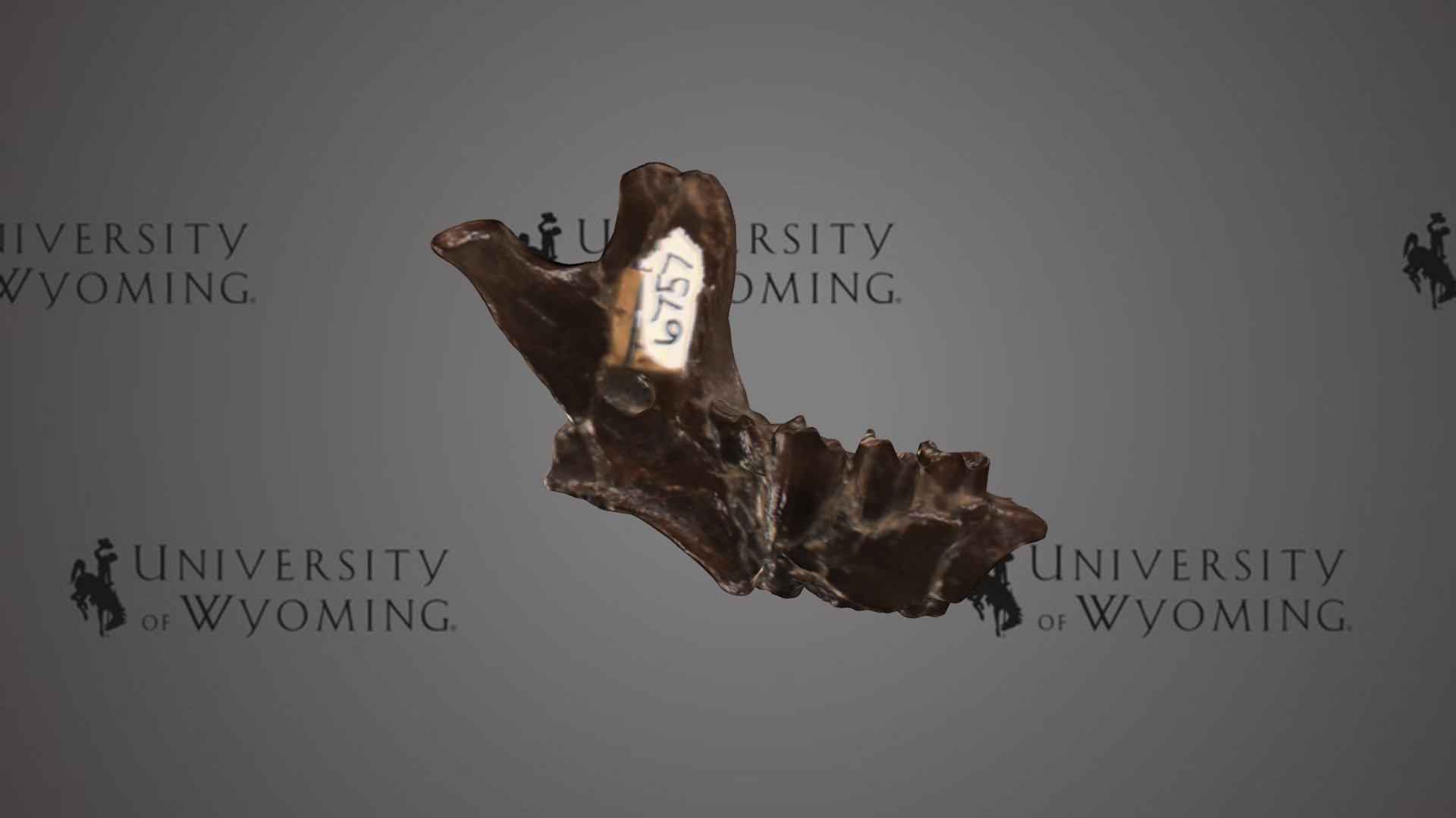 UW6757 - Megalonychidae, jaws