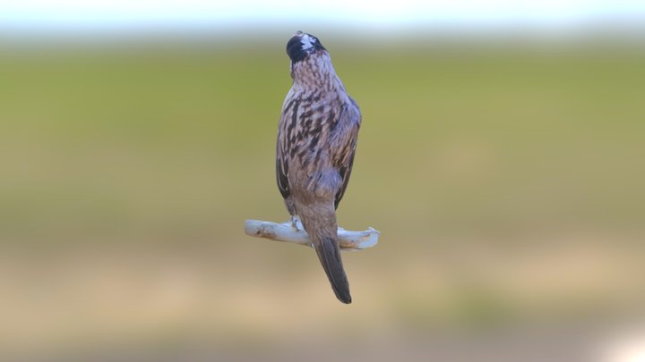 Golden Crowned Sparrow 3D Model