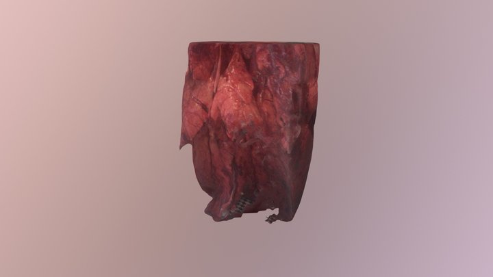 Pig lung 3D Model