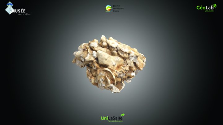 Végétaux - Lithothamnium sp.