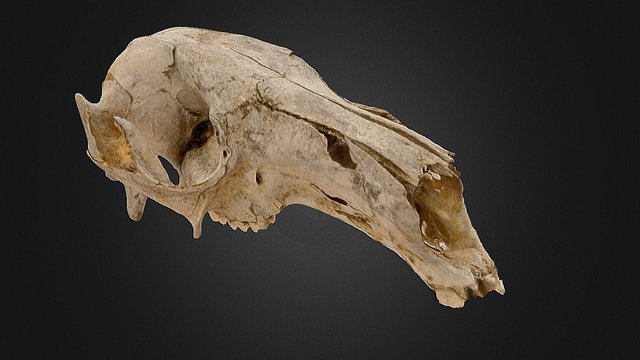 Grey Kangaroo Cranium 3D Model