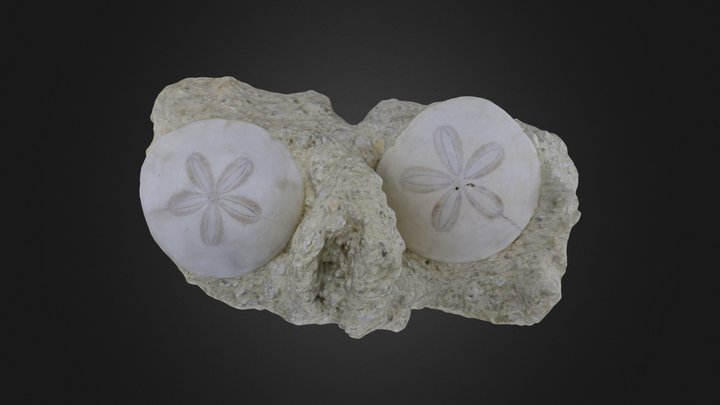 Echinoids: Parascutella paulensis (PRI 78782) – Modelo 3D gratuito STL