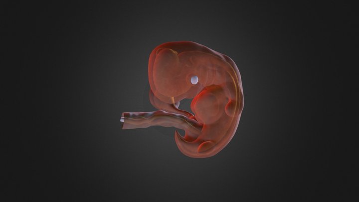 6 Week Fetus 3D Model