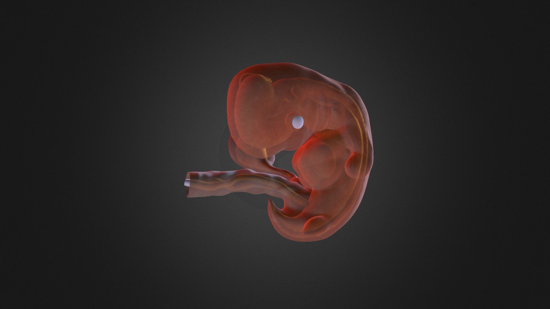 6 Week Fetus - 3D model by MedicalArt [a2739f9] - Sketchfab