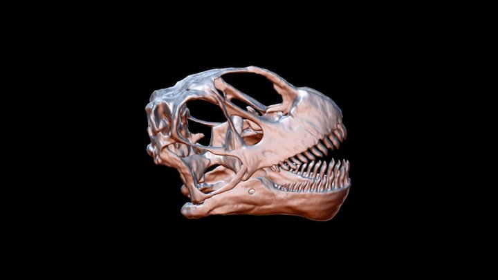 CAMARASAURS SKULL AND JAW 3D Model