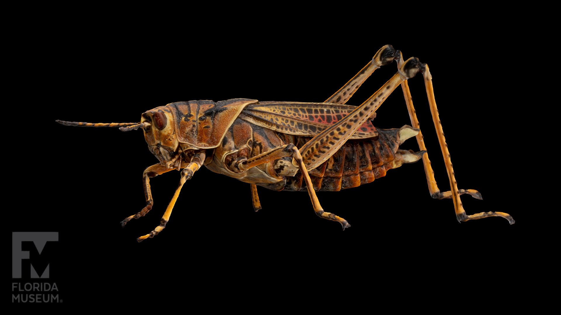 Eastern Lubber Grasshopper - 3D Model By FloridaMuseum [a276a7a ...