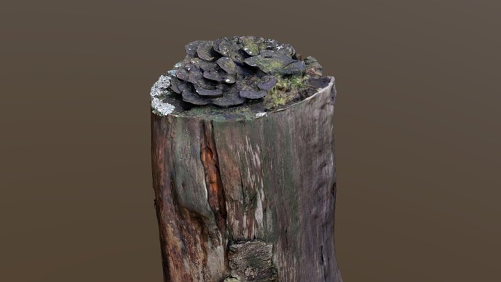 Cut log with fungus 3D Model