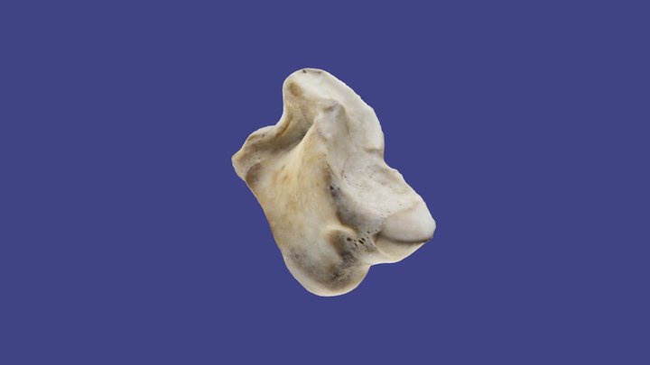 Deer Astragalus 3D Model