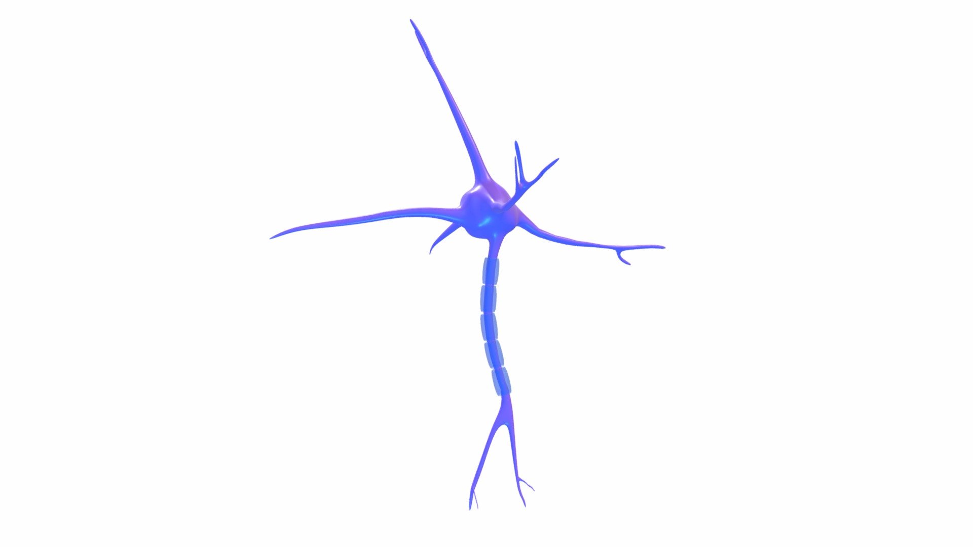 Neuron - 3D model by kvpool [a27e347] - Sketchfab