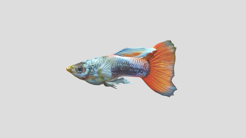 Santa Claus Guppy Male