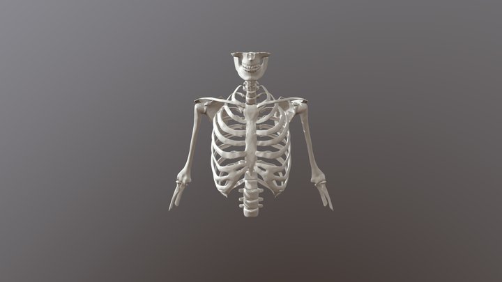 Skeleton 3D Model