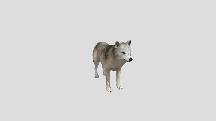 Gray Wolf 3D Model