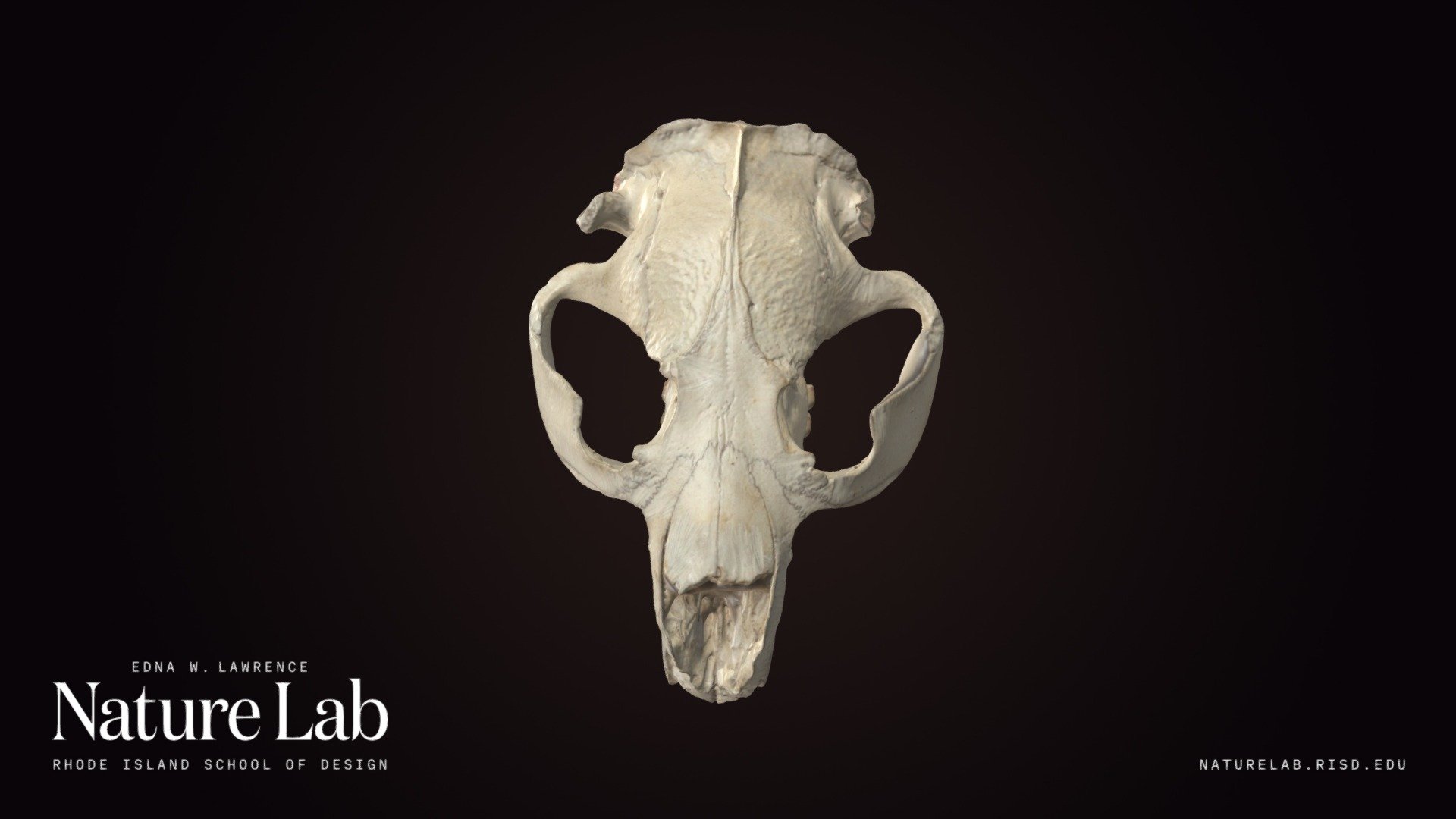 North American beaver cranium