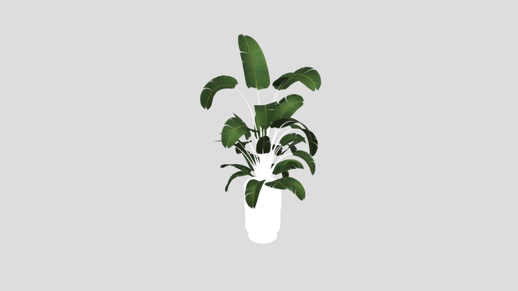 Sj Strelitzia Lux Pot 01