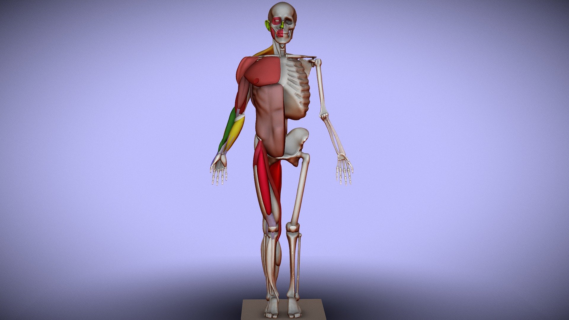 Ecorche Demo Spring 2021 — Sketchfab embed 3D viewer