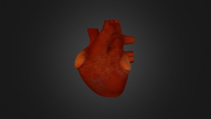 Human Heart 3D Model