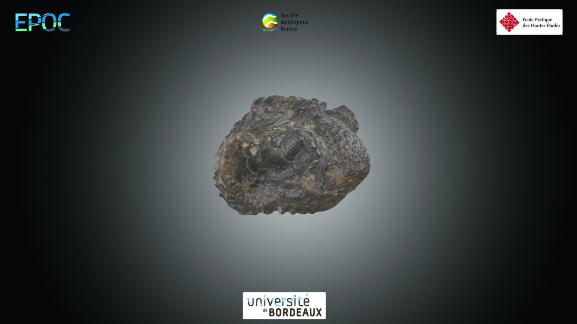 Trilobite - Phacops sp.