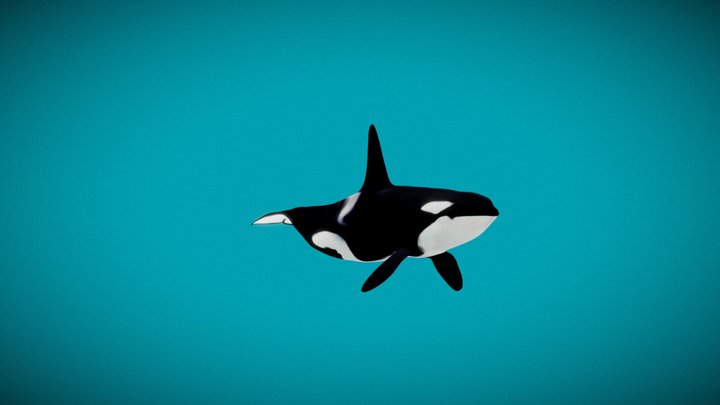 Orcinus orca - KILLER WHALE 3D Model