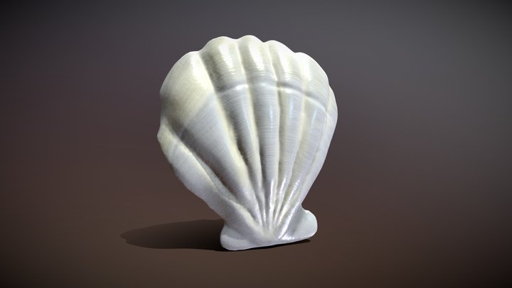 Scallop 3D Model