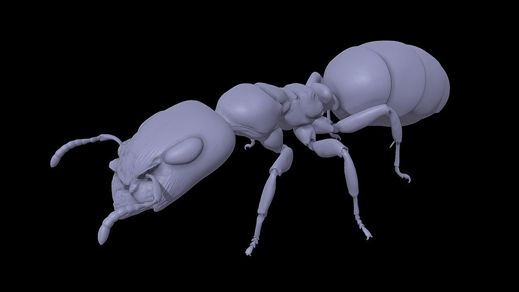 Gesomyrmex_howardi