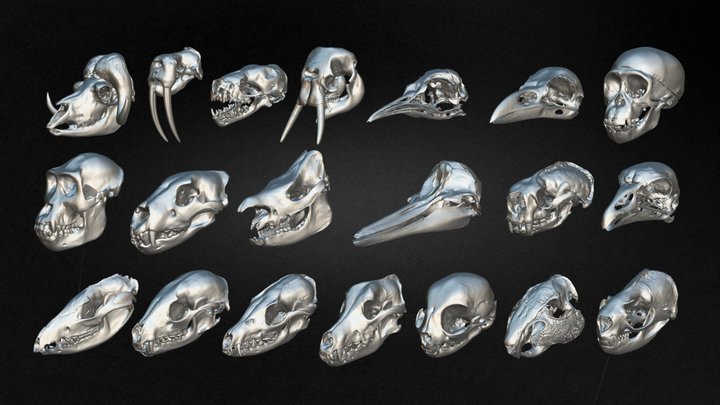 Pack Of 20 Animal Skulls Vol 02 3D Model