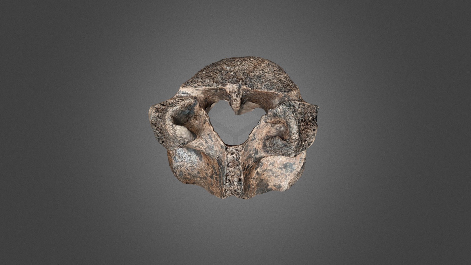 3D scanned fragment of an unknown animals spine