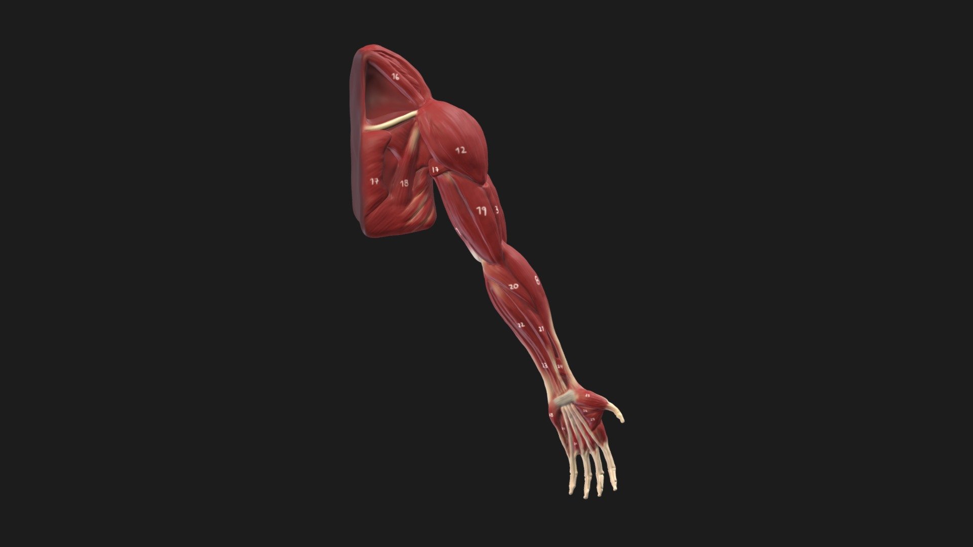 Labeled Orangutan Upper Limb Reconstruction
