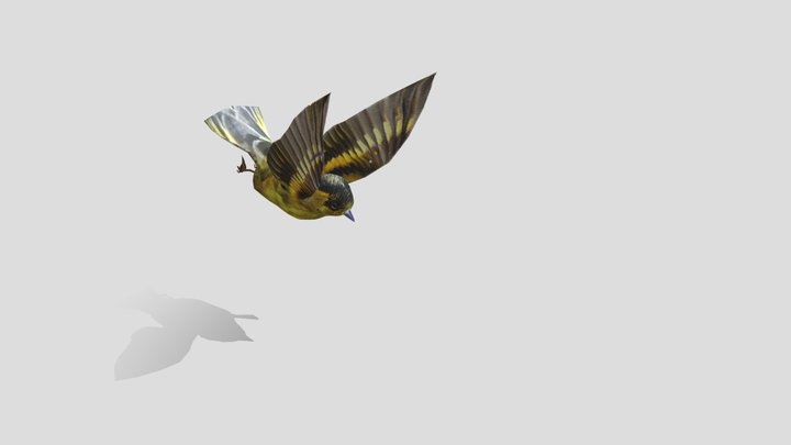 bird fly 3D Model