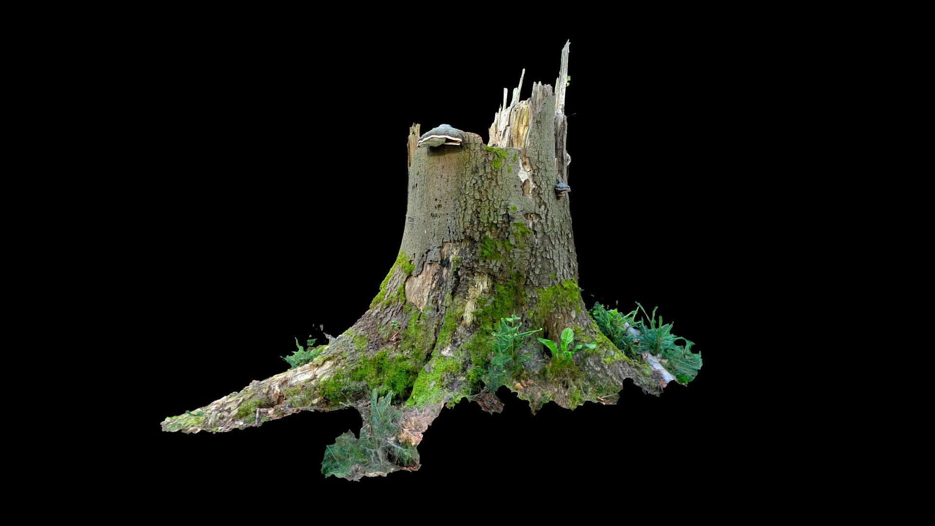 Stump