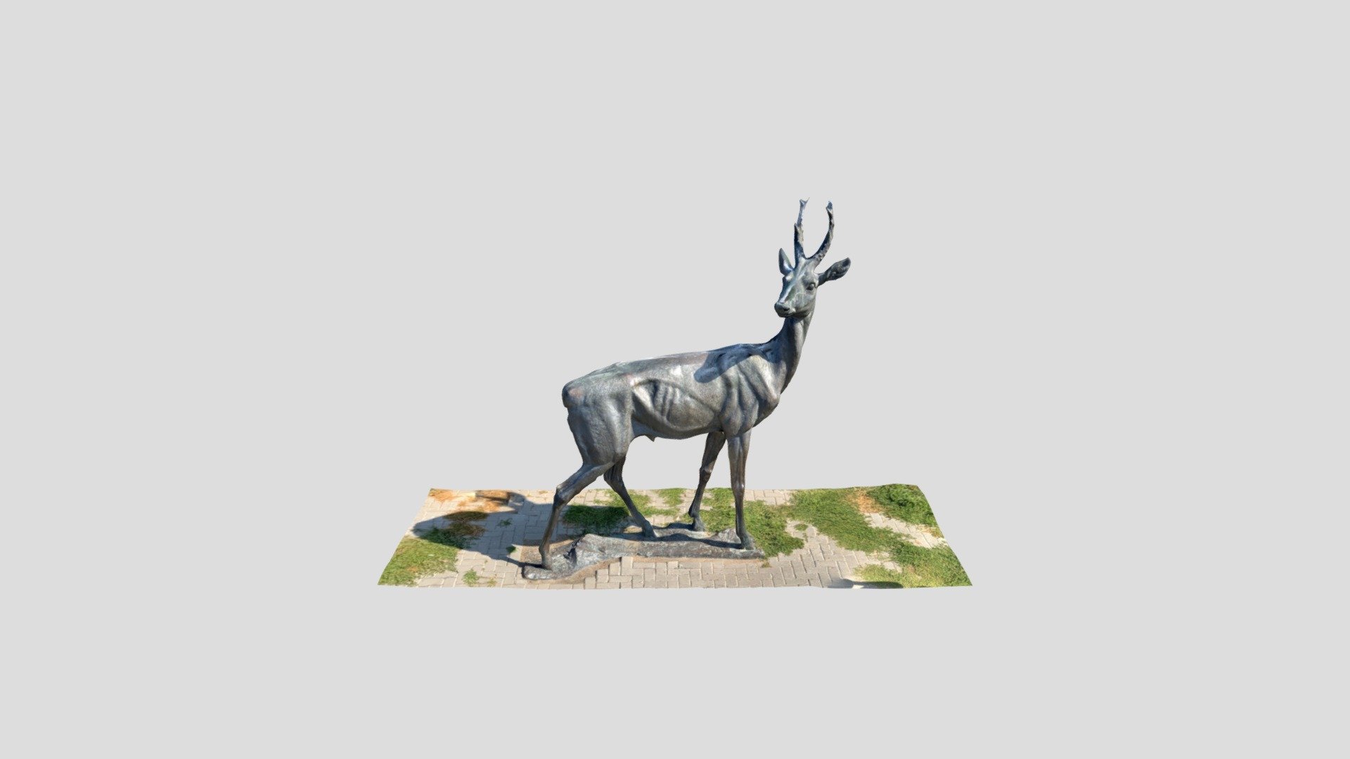 Deer