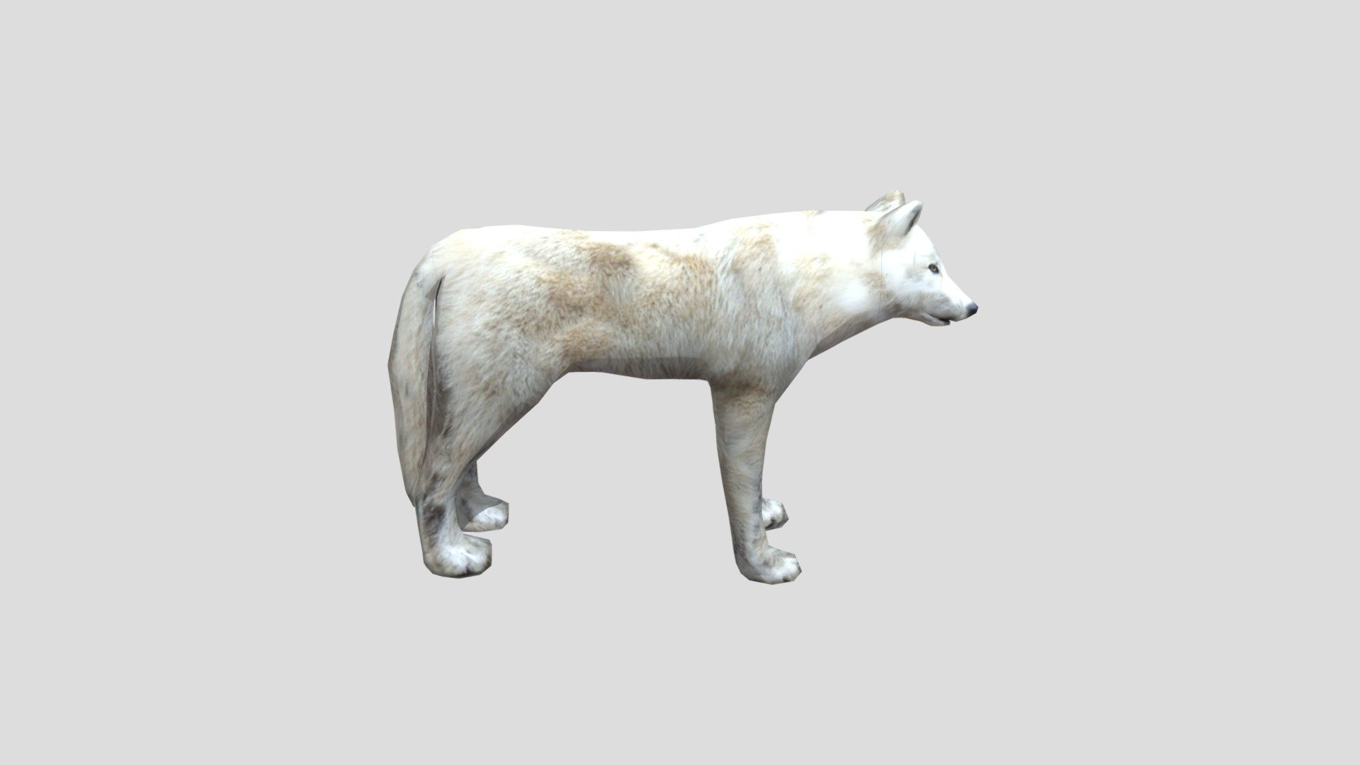 Skinning de animal (lobo branco)